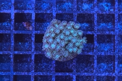 Goniopora