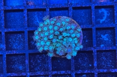 Goniopora