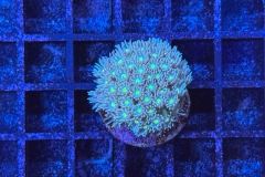 Goniopora