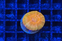 Scolymia