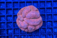 Symphyllia