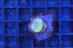 Goniopora