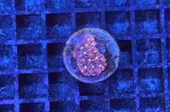 Goniopora