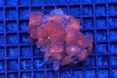 Discosoma