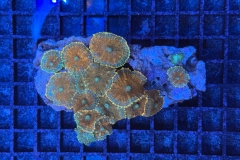 Rhodactis
