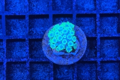 Goniopora