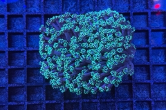Goniopora