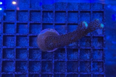 Stylophora pistillata Milka