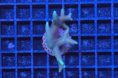 Seriatopora