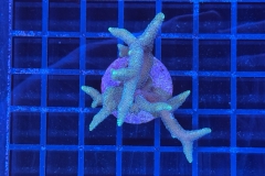 Seriatopora
