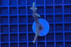 Seriatopora