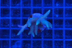 Seriatopora
