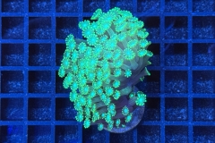 Alveopora 