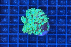 Alveopora 