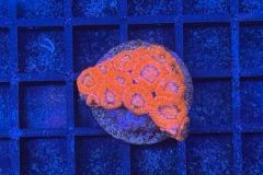 Micromussa