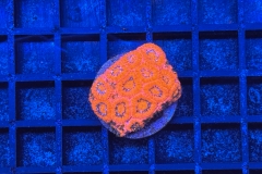 Micromussa