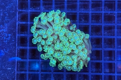 Alveopora 