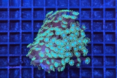 Alveopora 