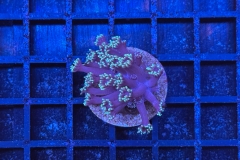 Goniopora