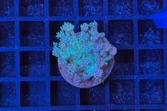 Goniopora