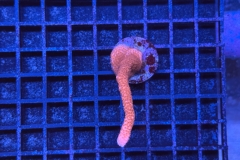Montipora