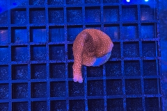 Montipora