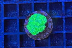 Goniopora