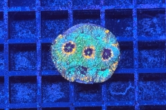 Acanthastrea echinata