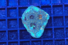 Acanthastrea echinata