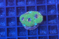 Acanthastrea echinata