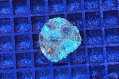 Acanthastrea echinata