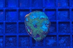 Acanthastrea echinata