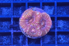 Acanthastrea bowerbanki