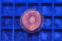 Acanthastrea bowerbanki
