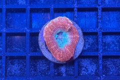 Acanthastrea bowerbanki