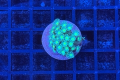 Goniopora