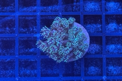 Goniopora