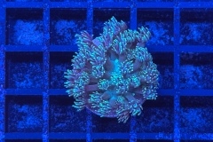 Goniopora