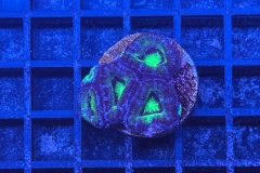 Acanthastrea lordhowensis