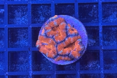 Acanthastrea lordhowensis