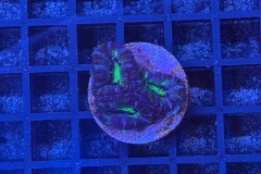 Acanthastrea lordhowensis