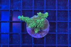 Acropora