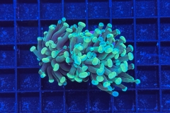 Euphyllia paraancora