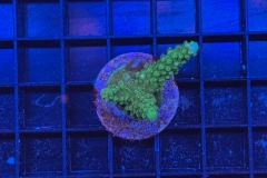 Acropora