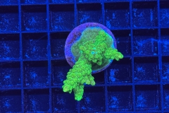 Acropora