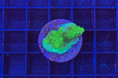 Acropora