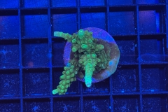 Acropora