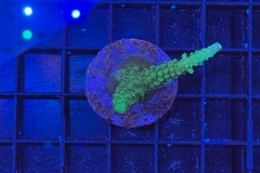 Acropora