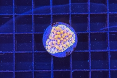 Montipora