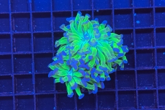 Euphyllia paraancora